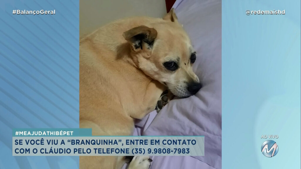 #MEAJUDATHIBÉPET : CACHORRINHA “BRANQUINHA” SUMIU NO DOMINGO EM VARGINHA