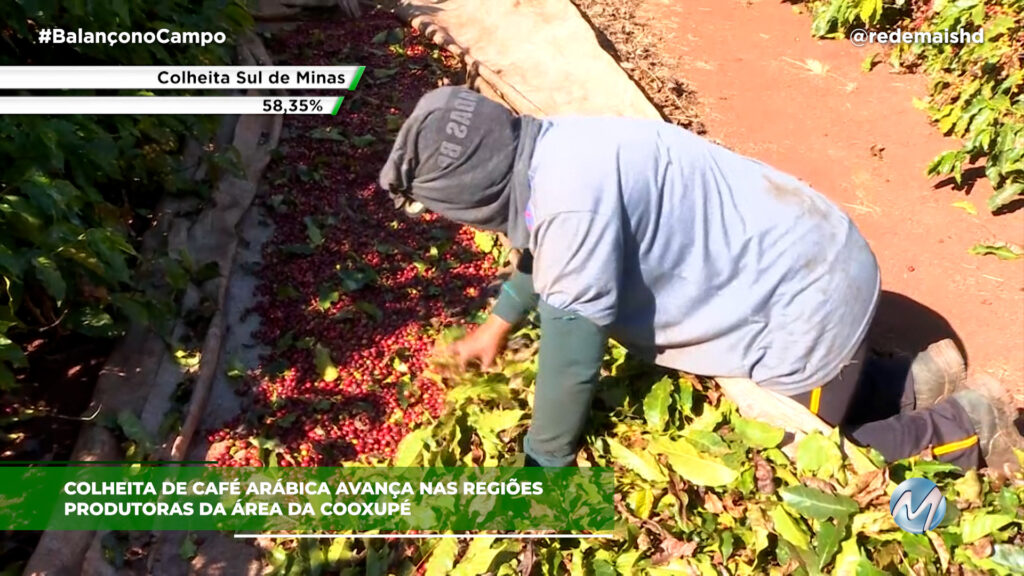 COLHEITA DE CAFÉ AVANÇA NAS ÁREAS DA COOXUPÉ