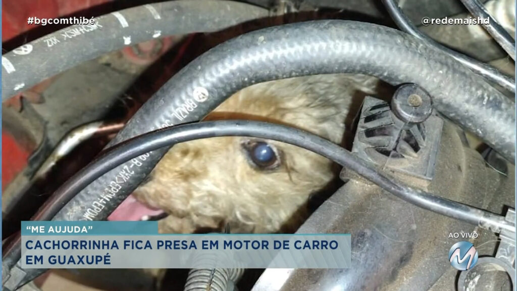 CACHORRINHA FICA PRESA EM MOTOR DE CARRO