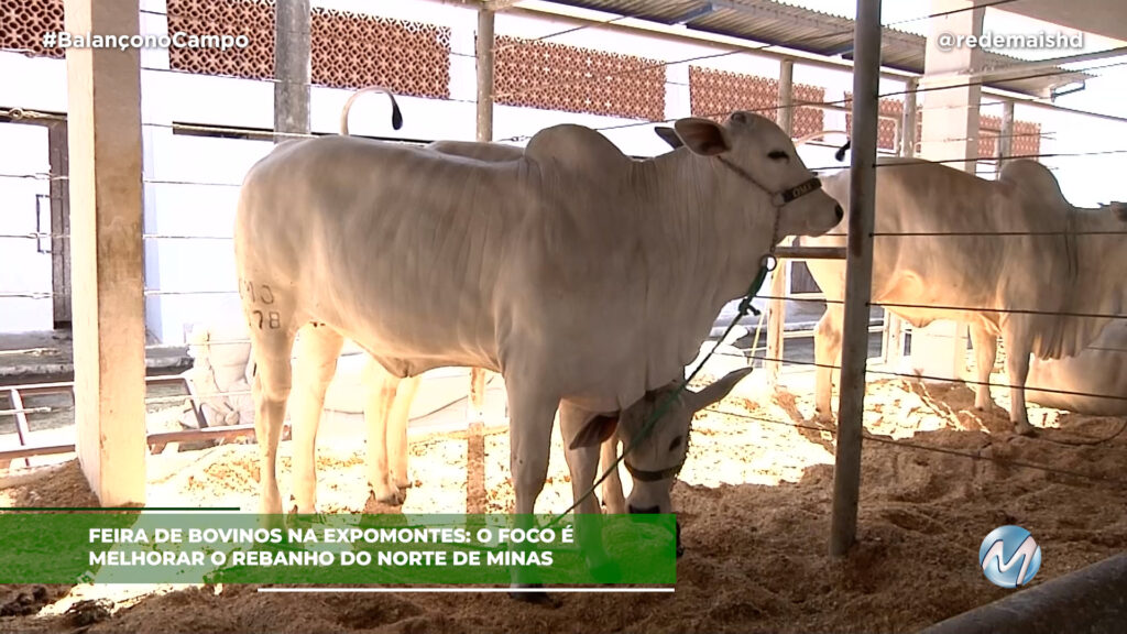 FEIRA DE BOVINOS NA EXPOMONTES