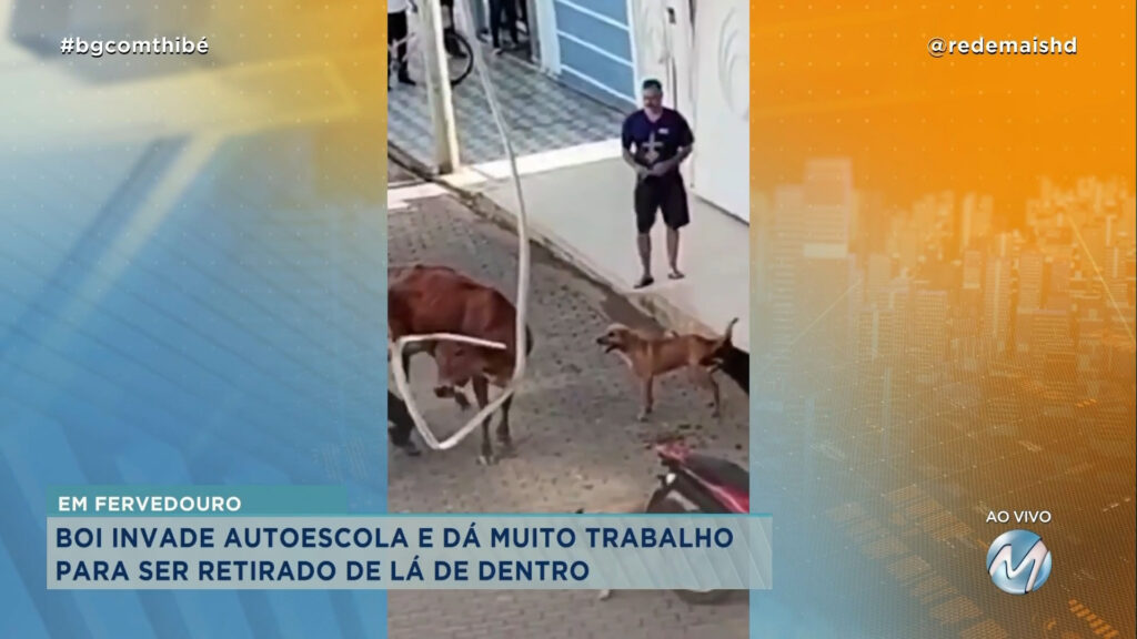 DEU A LOUCA NO BOI : ANIMAL INVADE AUTOESCOLA E CAUSA CONFUSÃO EM FERVEDOURO