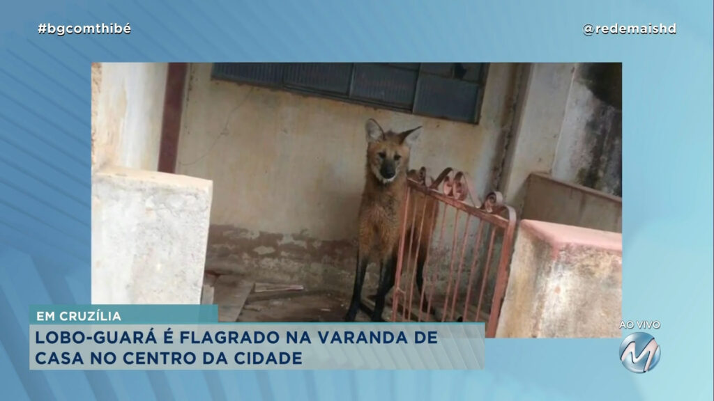 LOBO-GUARÁ É FLAGRADO NA VARANDA DE CASA NO CENTRO DE CRUZÍLIA