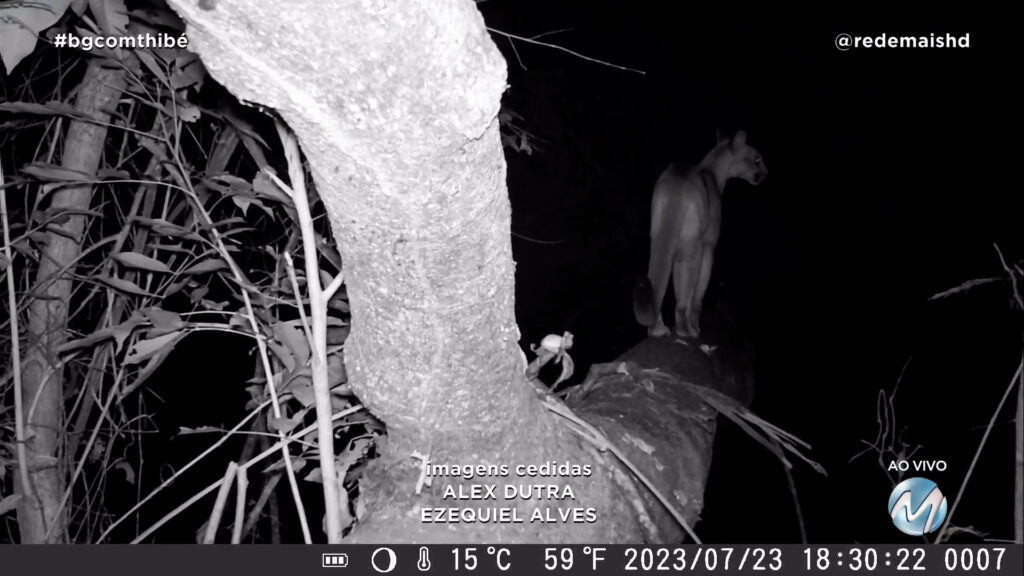 ONÇA-PARDA É FLAGRADA EM CIMA DE ÁRVORE EM ARCEBURGO