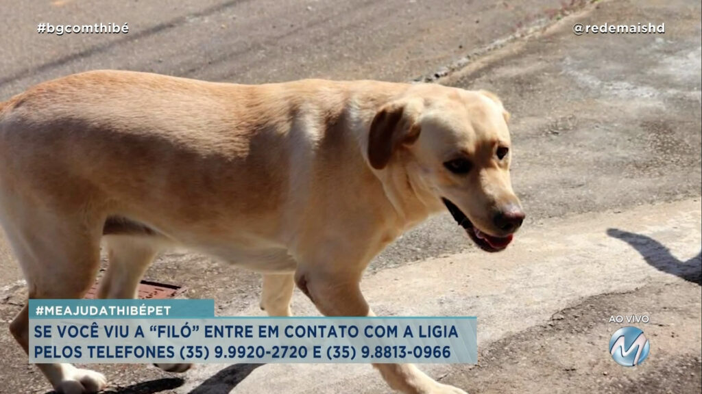 #MEAJUDATHIBÉPET: CACHORRINHA “FILÓ” SUMIU EM VARGINHA