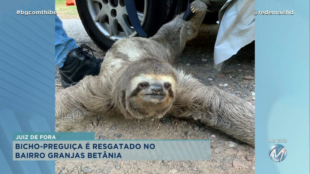 BICHO-PREGUIÇA QUE FUGIA DE INCÊNDIO É RESGATADO EM JUIZ DE FORA