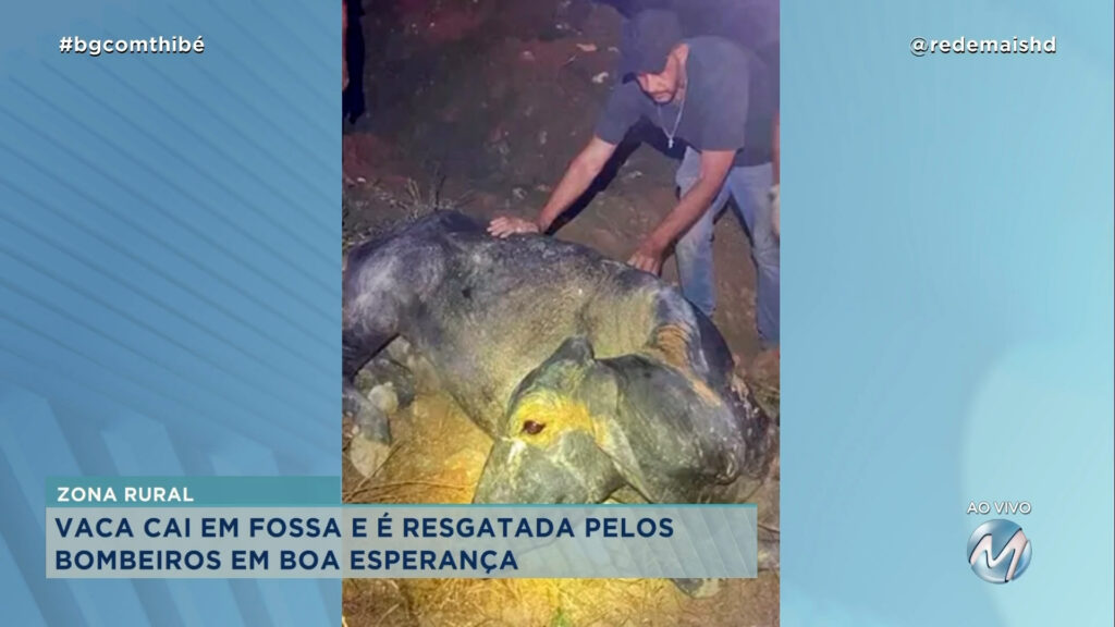 VACA CAI EM FOSSA E É RESGATADA PELOS BOMBEIROS EM BOA ESPERANÇA