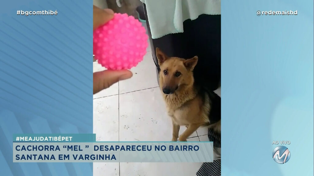 #MEAJUDATHIBÉPET: CACHORRA “MEL ” DESAPARECEU NO BAIRRO SANTANA EM VARGINHA