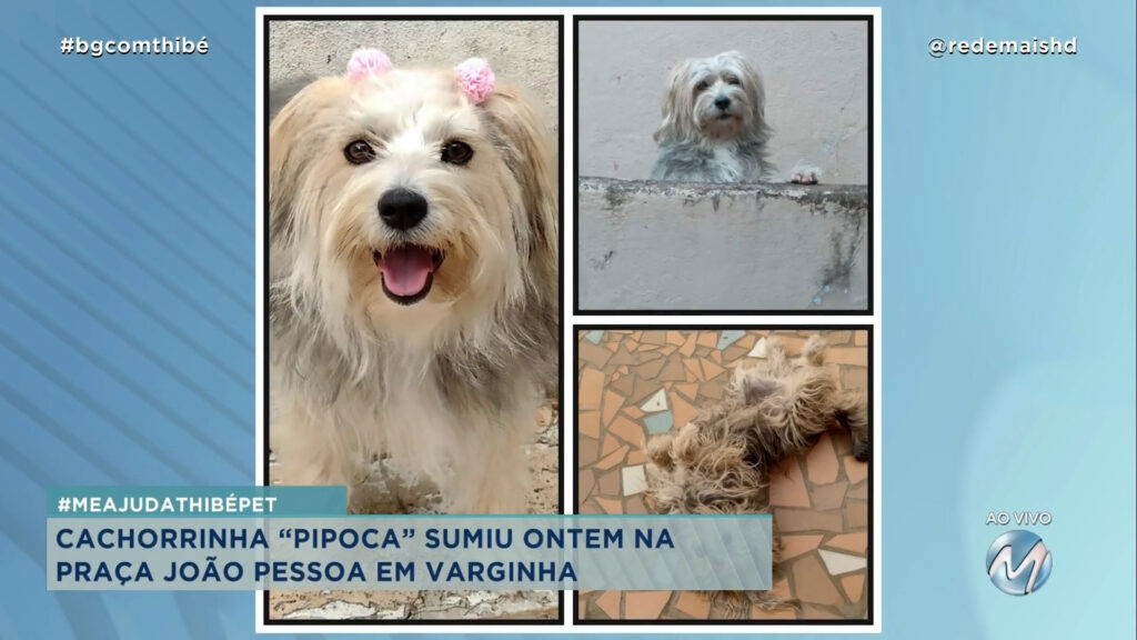 #MEAJUDATHIBÉPET: CACHORRINHA “PIPOCA” SUMIU ONTEM EM VARGINHA