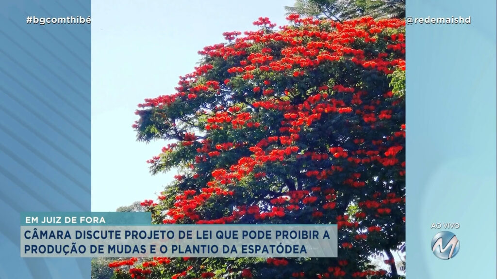 PROJETO DE LEI PODE PROIBIR MUDAS E O PLANTIO DA ESPATÓDEA EM JUIZ DE FORA