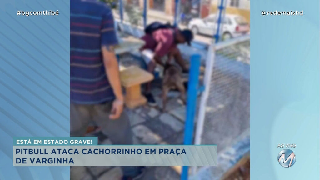 FLAGRANTE : PITBULL ATACA CACHORRINHO EM PRAÇA DE VARGINHA