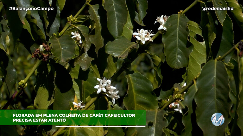 FLORADA EM PLENA COLHEITA DE CAFÉ?