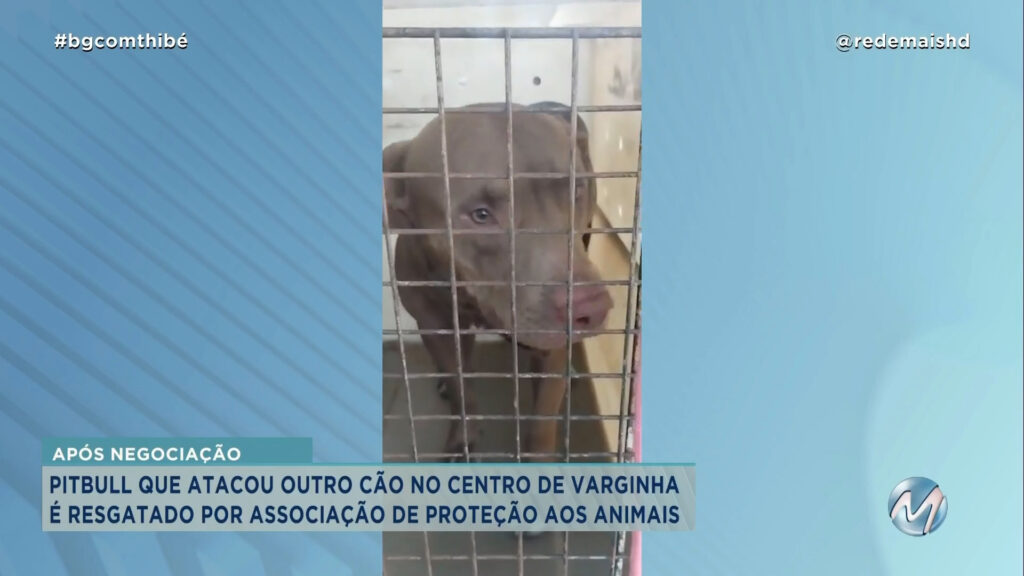 DONO NÃO TINHA CONDIÇÕES DE CUIDAR: PITBULL QUE ATACOU CÃO FOI RESGATADO EM VARGINHA