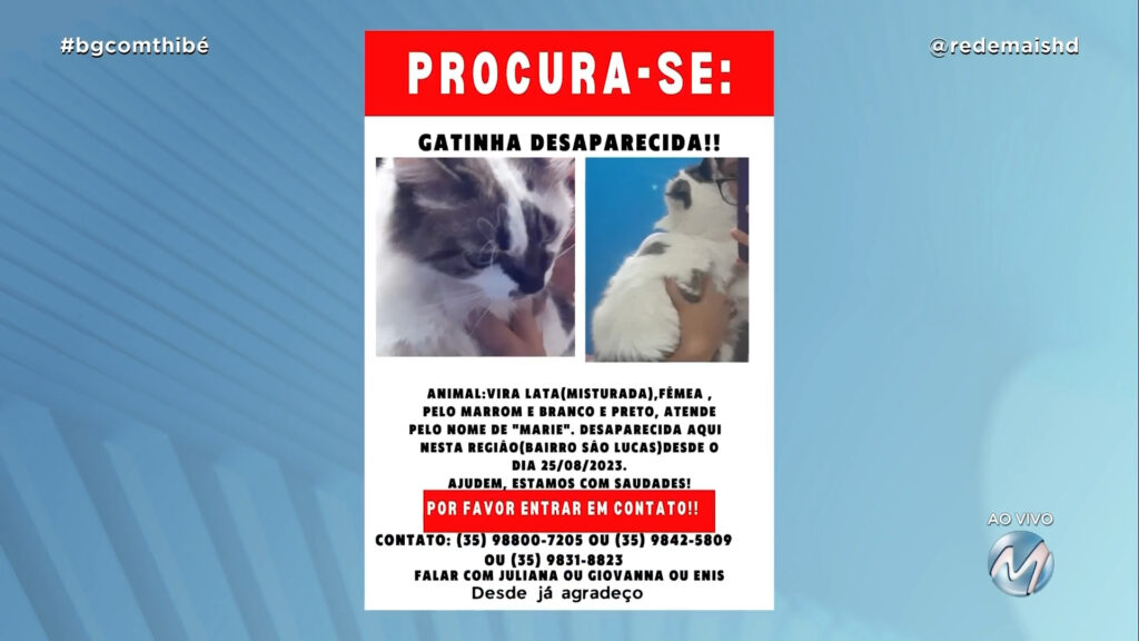 #MEAJUDATHIBÉPET: GATINHA “MARIE” DESAPARECEU NO BAIRRO SÃO LUCAS EM VARGINHA