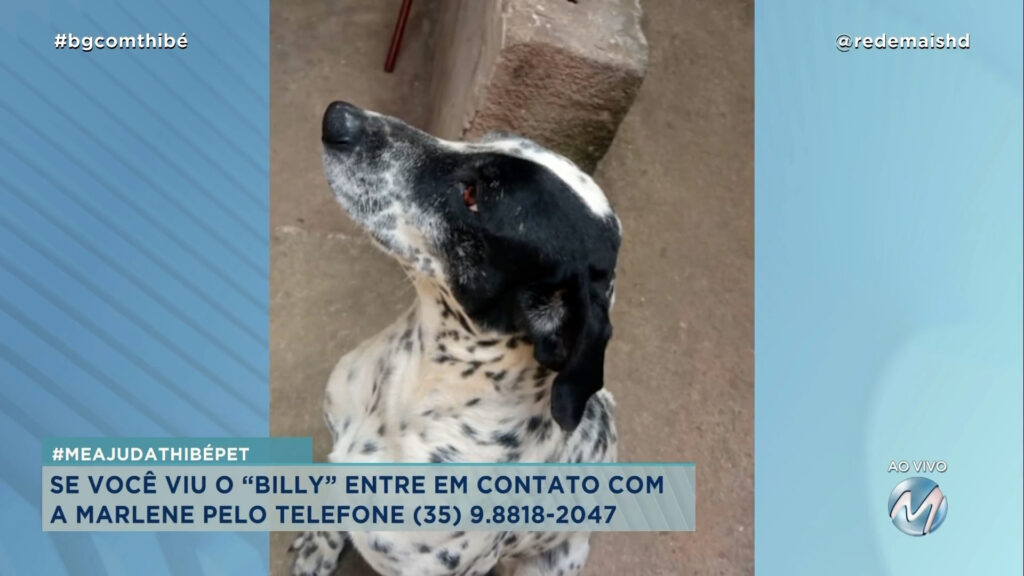 #MEAJUDATHIBÉPET: CÃO “BILLY” DESAPARECEU ONTEM NO BAIRRO VILA IPIRANGA EM VARGINHA