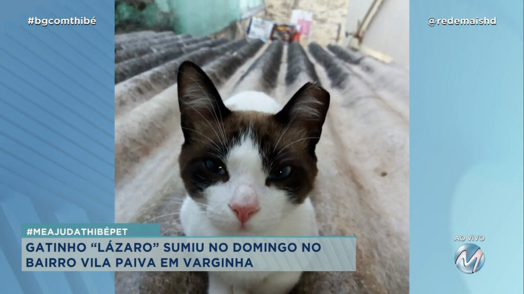 #MEAJUDATHIBÉPET : GATINHO “LÁZARO” SUMIU NO DOMINGO NO BAIRRO VILA PAIVA EM VARGINHA