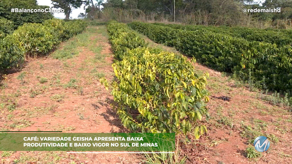 CAFÉ GEISHA APRESENTA BAIXA PRODUTIVIDADE E BAIXO VIGOR