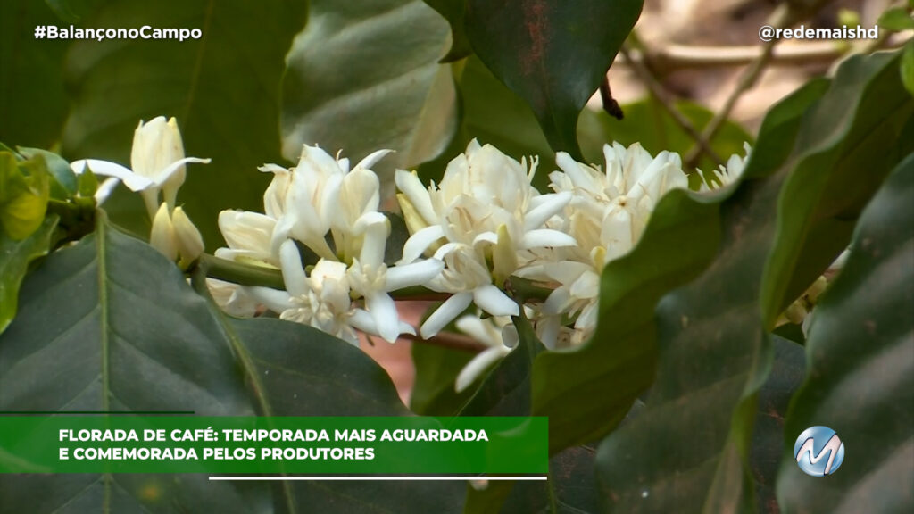 FLORADA DO CAFÉ: PRODUTOR SEGUE ATENTO AO CLIMA