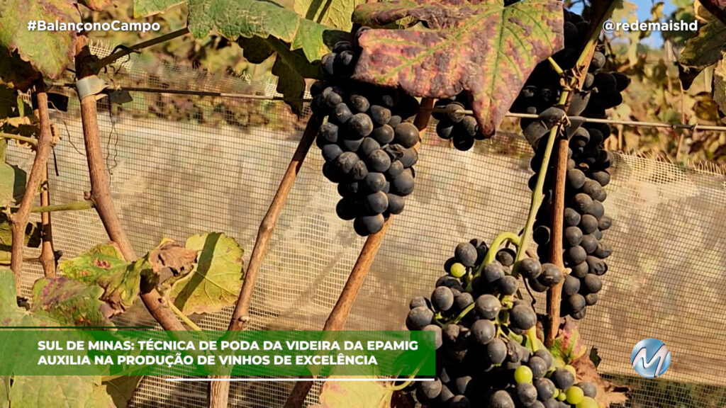 EPAMIG TEM AJUDADO PRODUTORES DE VINHOS DO SUL DE MINAS