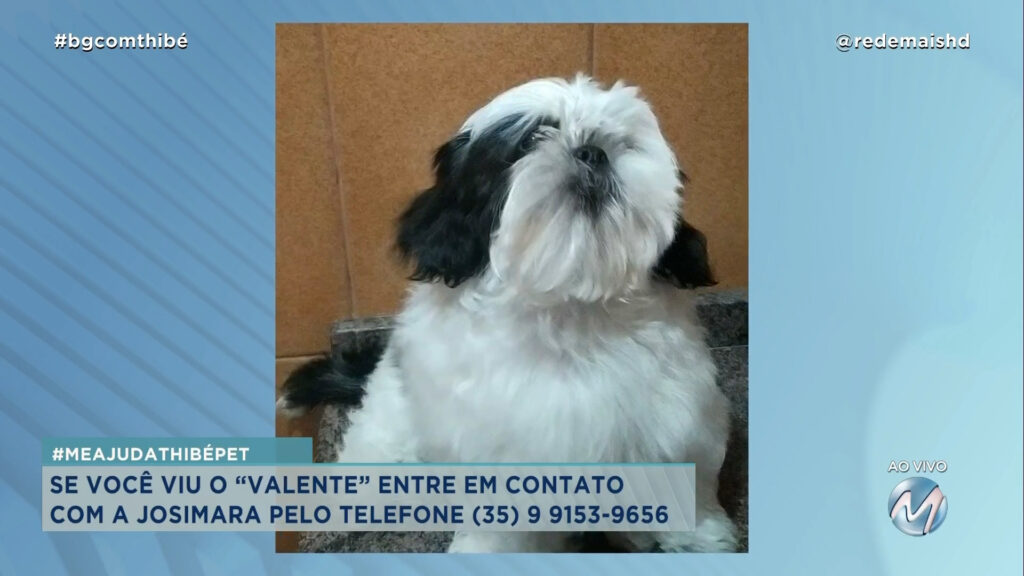 CÃOZINHO “VALENTE” SUMIU  NO BAIRRO CIDADE NOVA EM VARGINHA