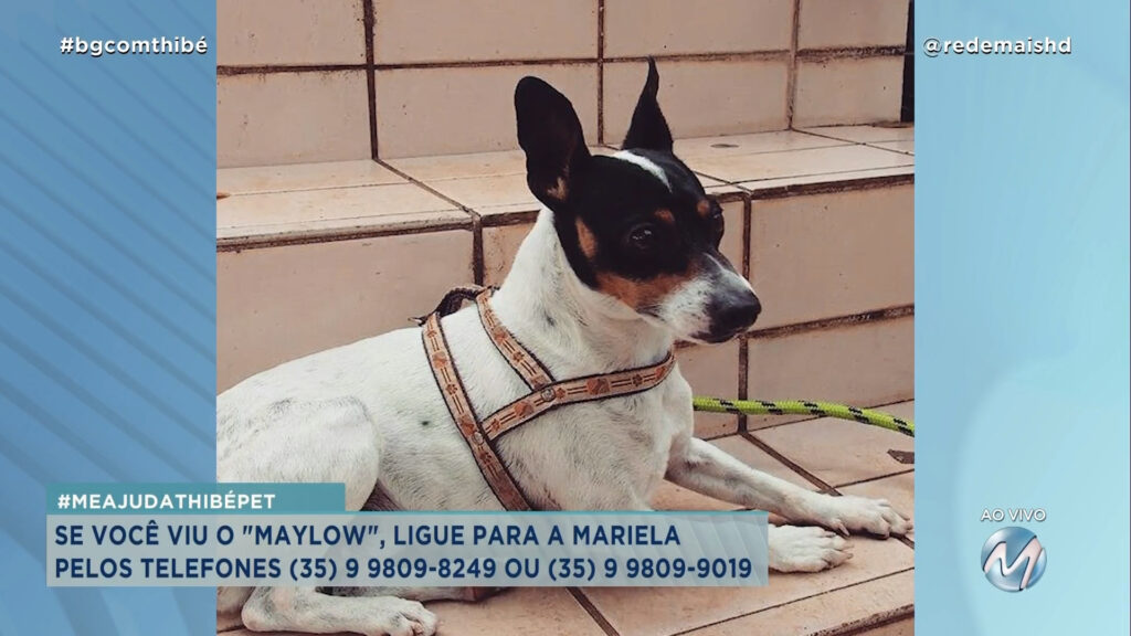 #MEAJUDATHIBÉPET: CÃO “MAYLOW” SUMIU EM UM SÍTIO EM VARGINHA