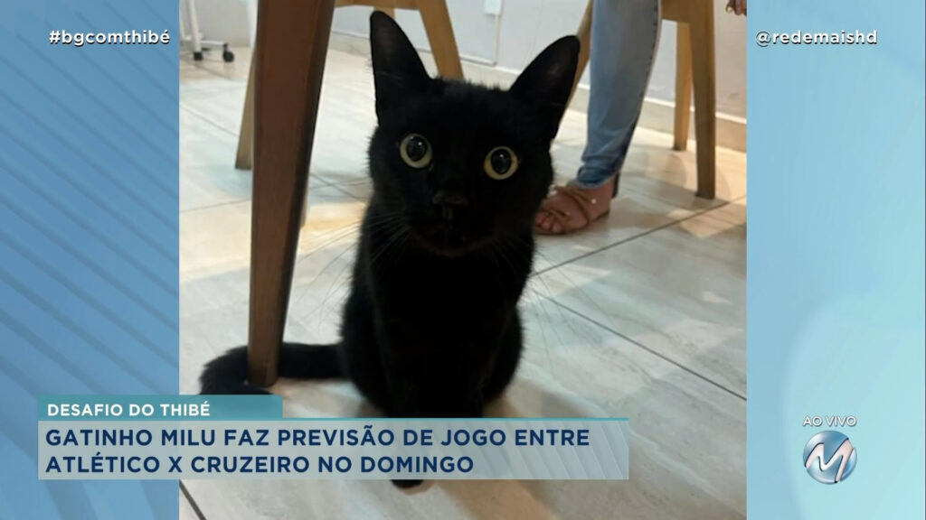 DESAFIO DO THIBÉ: GATINHO “MILU” FAZ PREVISÃO DE JOGO ENTRE ATLÉTICO X CRUZEIRO