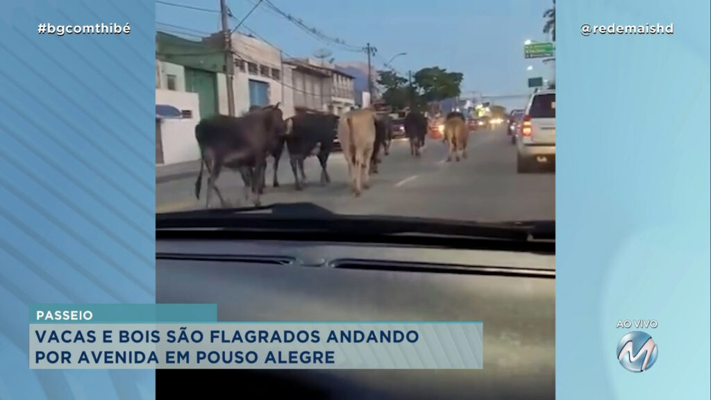 VACAS E BOIS SÃO FLAGRADOS ANDANDO POR AVENIDA EM POUSO ALEGRE