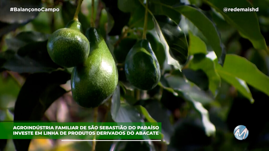 PRODUTORES DE ABACATE INVESTEM NA VERSATILIDADE DA FRUTA