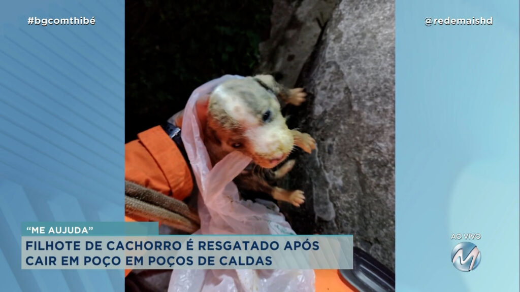 “ME AUJUDA”: FILHOTE DE CACHORRO É RESGATADO APÓS CAIR EM POÇO EM POÇOS DE CALDAS