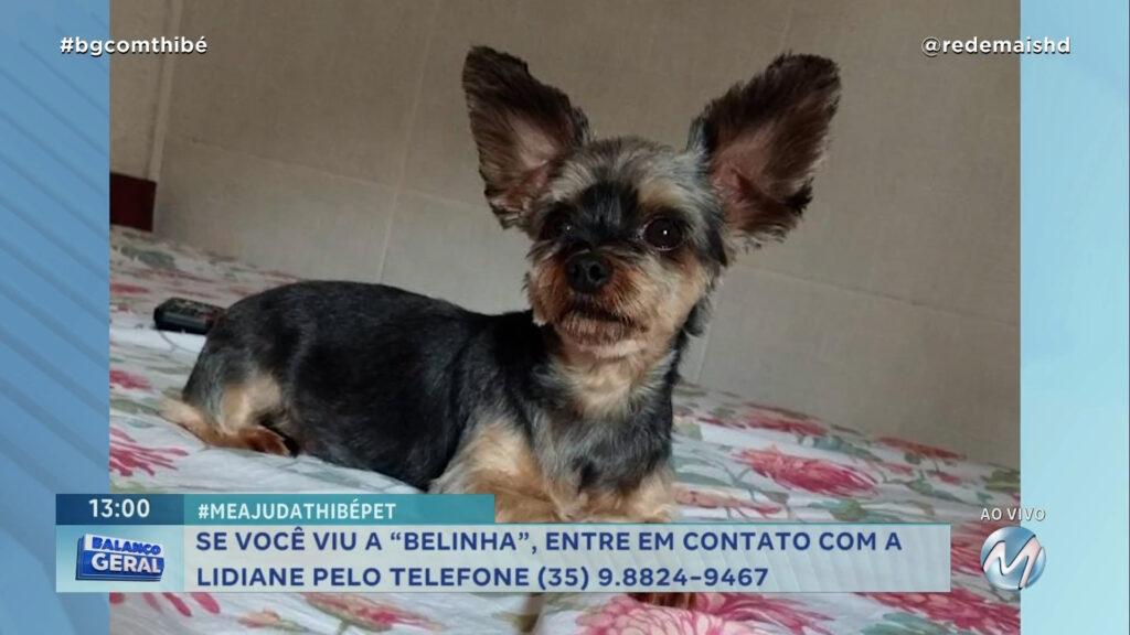 #MEAJUDATHIBÉPET: CACHORRINHA “BELINHA” SUMIU NO DIA 22 DE DEZEMBRO NA ZONA RURAL DE VARGINHA