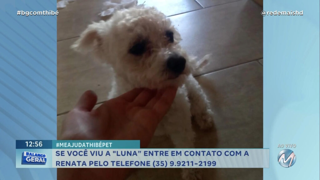 #MEAJUDATHIBÉPE: CACHORRINHA “LUNA” SUMIU NO BAIRRO ELDORADO l EM TRÊS CORAÇÕES