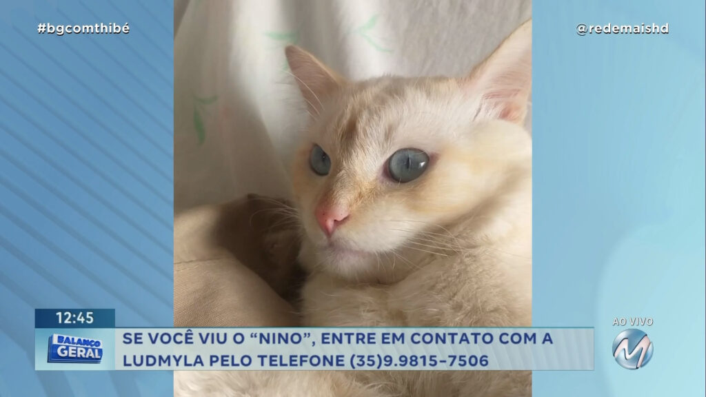 GATINHO “NINO” DESAPARECEU NO BAIRRO BELO HORIZONTE EM VARGINHA