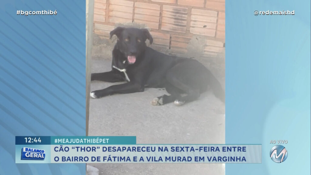 CÃO THOR ESTÁ DESAPARECIDO EM VARGINHA