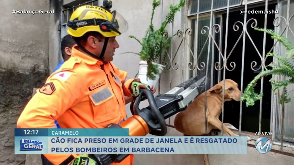 CACHORRO CARAMELO FICA PRESO EM GRADE E É RESGATADO PELOS BOMBEIROS EM BARBACENA