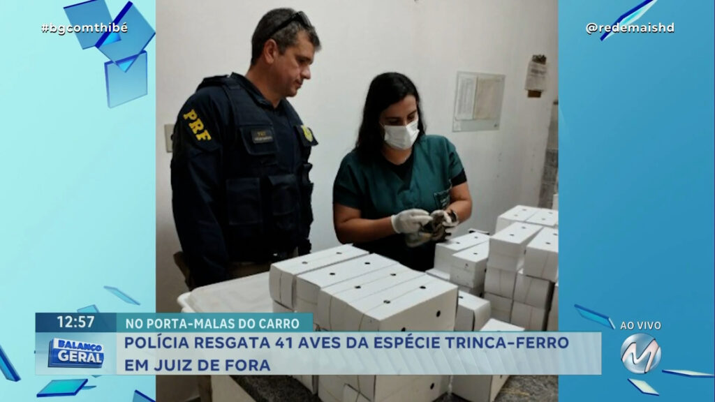 NO PORTA-MALAS DE UM CARRO: POLÍCIA RESGATA 41 AVES DA ESPÉCIE TRINCA-FERRO EM JUIZ DE FORA