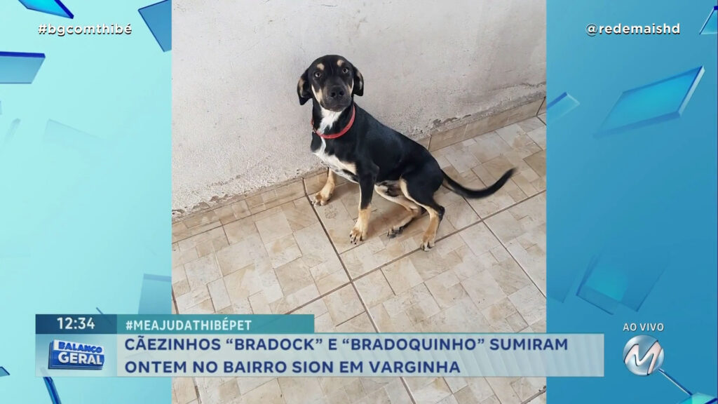 #MEAJUDATHIBÉPET: CÃEZINHOS “BRADOCK” E “BRADOQUINHO” SUMIRAM NO BAIRRO SION EM VARGINHA