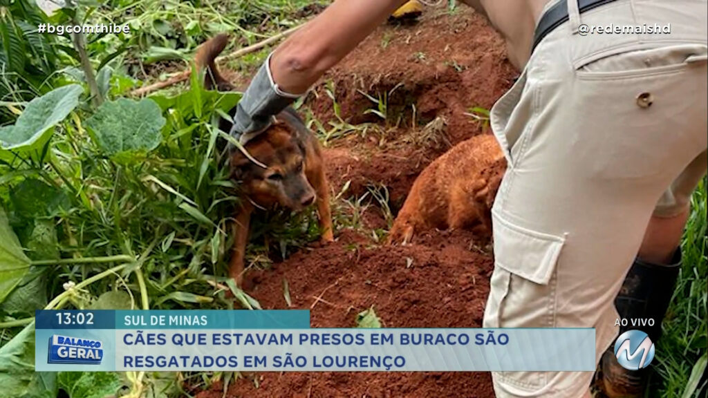 EM SÃO LOURENÇO: CÃES QUE ESTAVAM PRESOS EM BURACO SÃO RESGATADOS