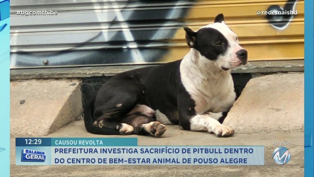 POLÍCIA INVESTIGA CASO DE EUTANÁSIA EM CACHORRO DA RAÇA PITBULL EM POUSO ALEGRE