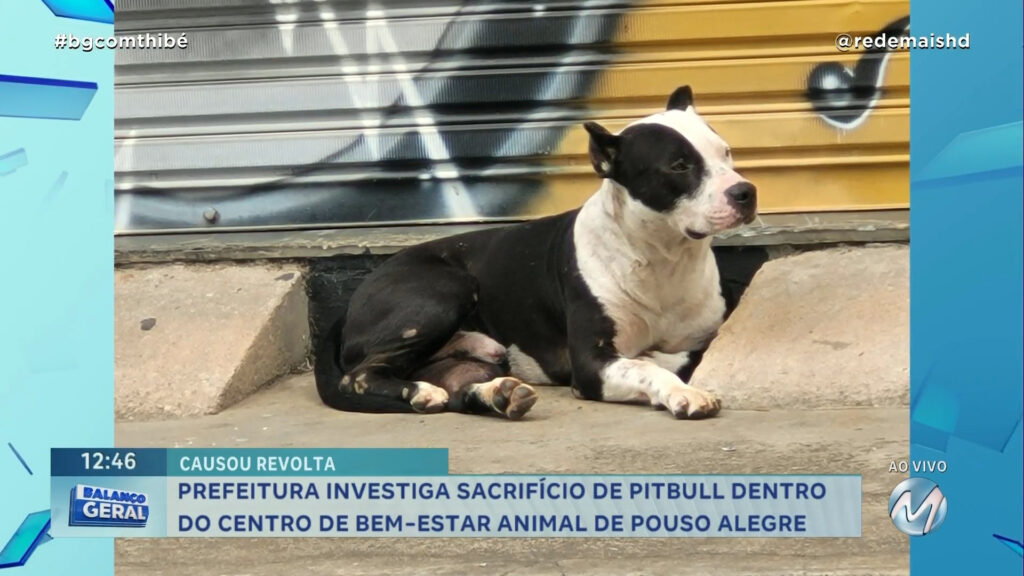 PREFEITURA INVESTIGA SACRIFÍCIO DE PIT BULL DENTRO DO CENTRO DE BEM-ESTAR ANIMAL DE POUSO ALEGRE