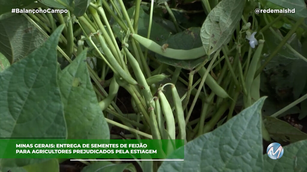 ENTREGA DE SEMENTES DE FEIJÃO PARA AGRICULTORES EM MINAS