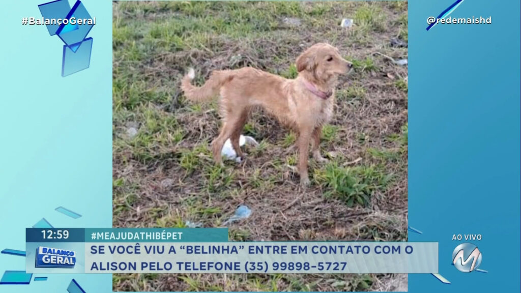 #MEAJUDATHIBÉPET: CACHORRINHA “BELINHA” SUMIU EM POÇOS DE CALDAS