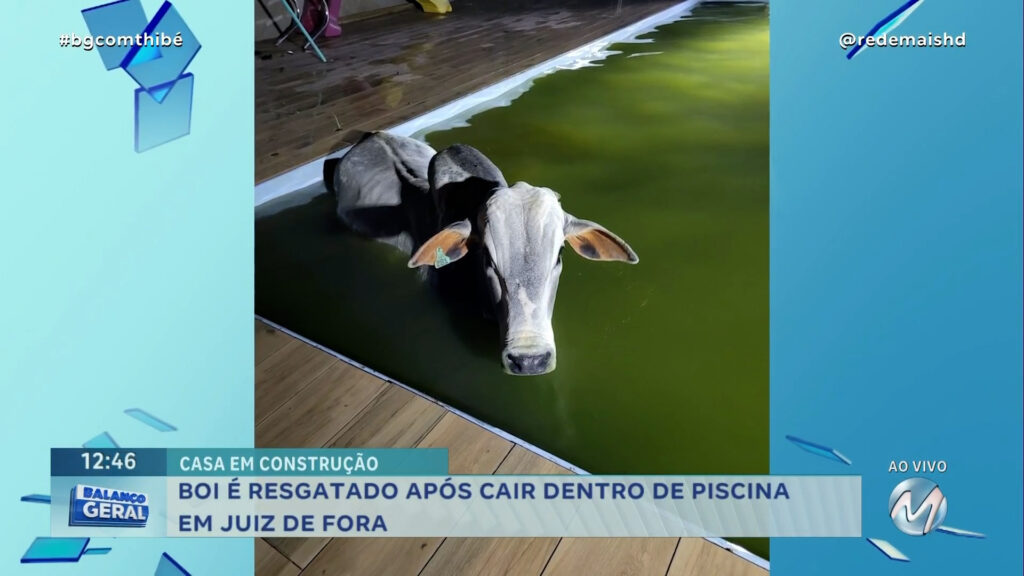 BOI É RESGATADO APÓS CAIR DENTRO DE PISCINA EM JUIZ DE FORA