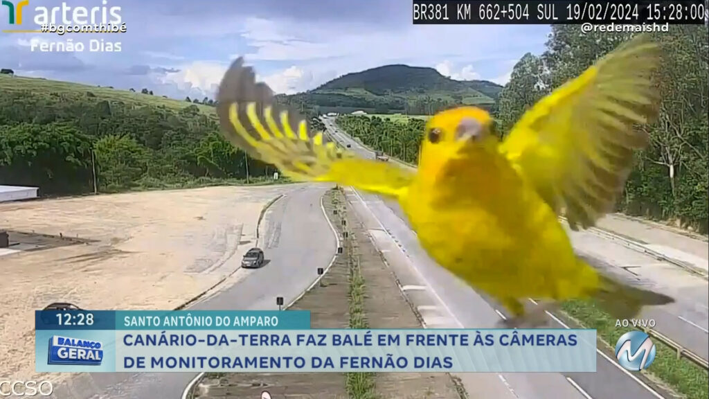 CANÁRIO-DA-TERRA FAZ BALÉ EM FRENTE ÀS C MERAS DE MONITORAMENTO DA FERNÃO DIAS