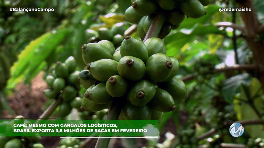 BRASIL EXPORTA 3,6 MILHÕES DE SACAS DE CAFÉ EM FEVEREIRO