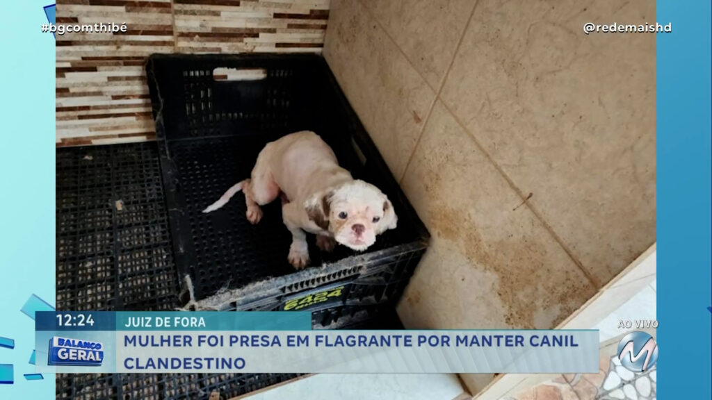 CANIL CLANDESTINO: CÃES SÃO ENCONTRADOS EM SITUAÇÃO DE MAUS-TRATOS EM JUIZ DE FORA