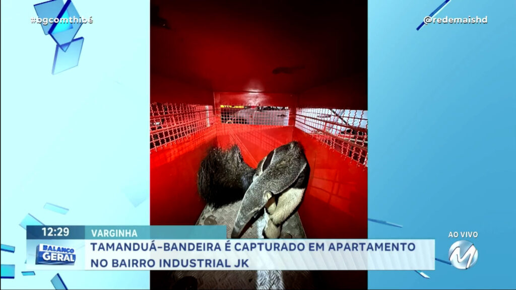 TAMANDUÁ-BANDEIRA É CAPTURADO EM APARTAMENTO NO BAIRRO INDUSTRIAL JK