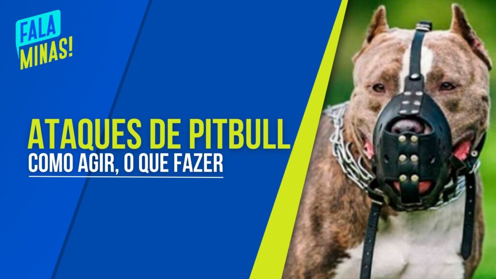 ATAQUE DE PITBULL: SAIBA OS CUIDADOS PARA EVITAR CASOS E O QUE DEVE SER FEITO CASO OCORRAM