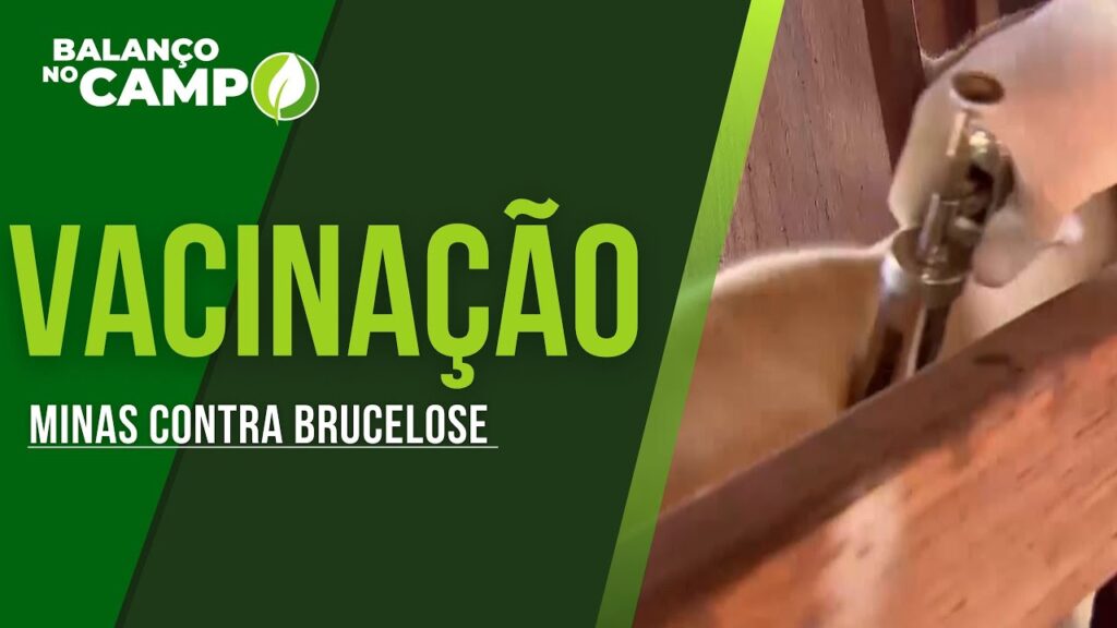 MINAS ALCANÇA 77,5% DE ÍNDICE VACINAL CONTRA BRUCELOSE