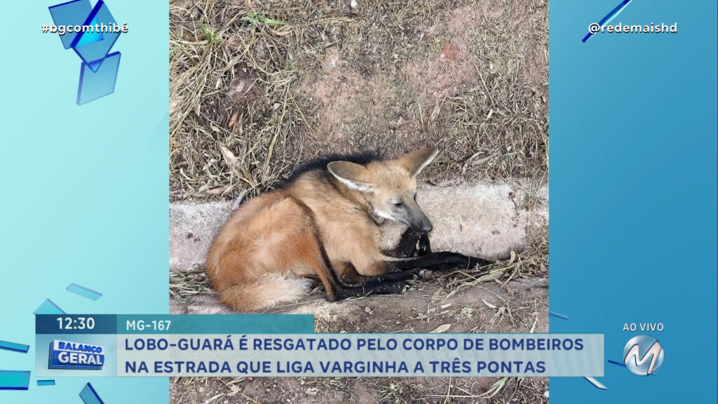 LOBO-GUARÁ É RESGATADO PELO CORPO DE BOMBEIROS