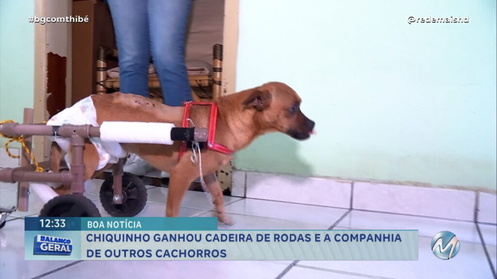 CACHORRO QUE FOI BALEADO EM BOA ESPERANÇA GANHA NOVO LAR