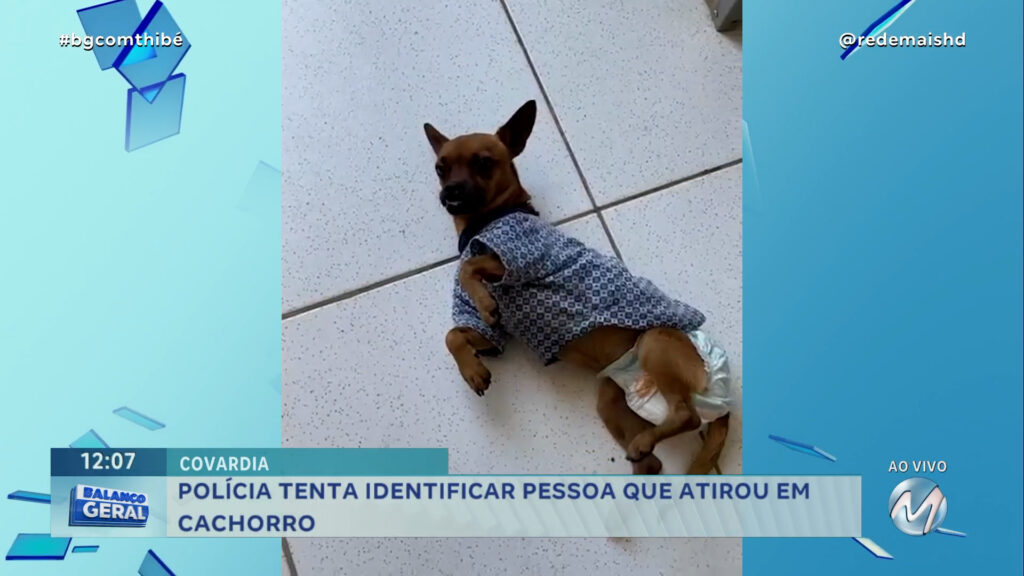 CACHORRO É BALEADO E PERDE O MOVIMENTO DAS PATAS